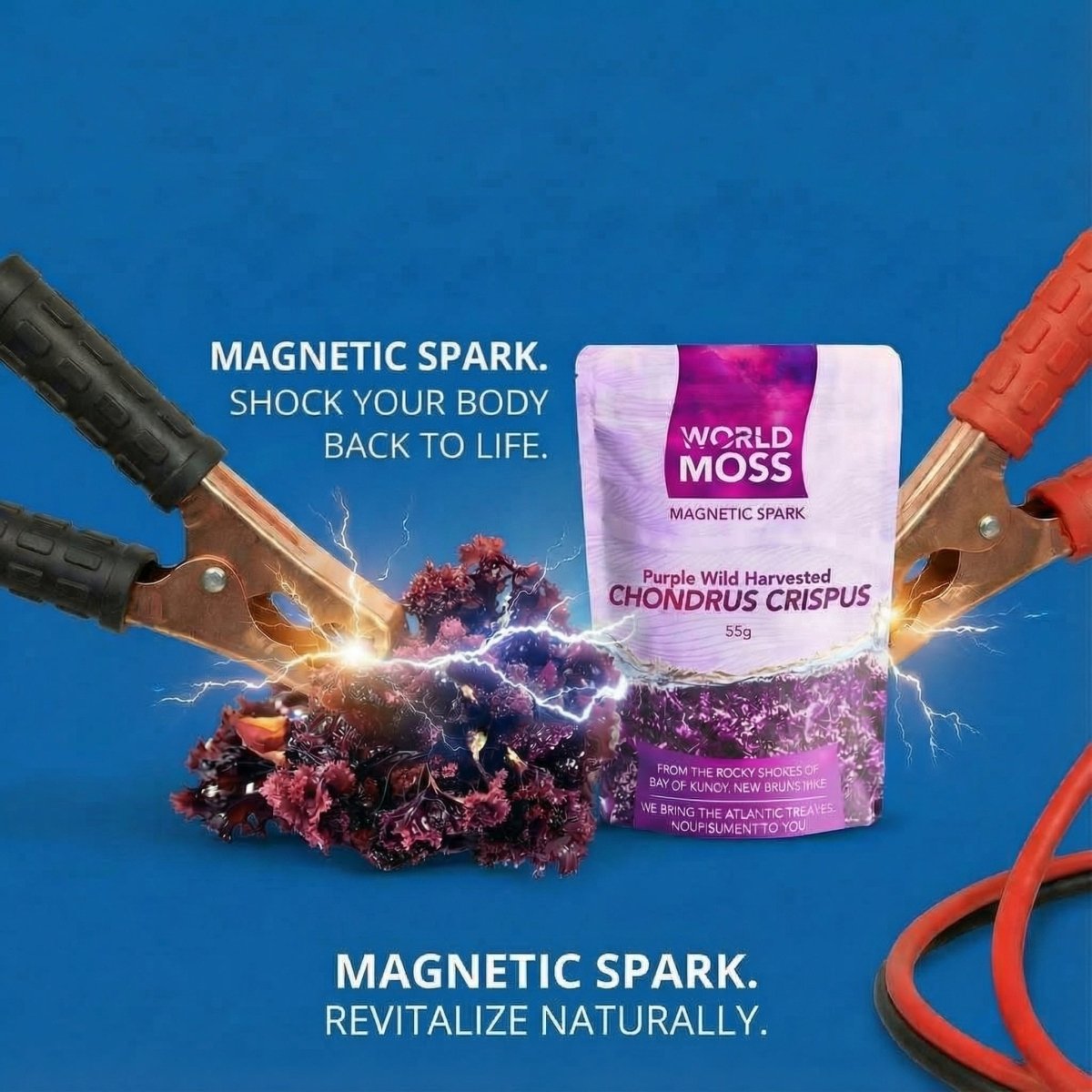 Magnetic Spark - Wild Harvested Canadian Chondrus crispus - World Moss