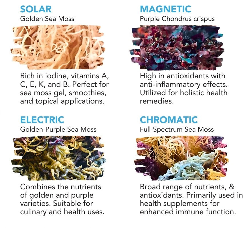 Solar Lean - Golden Wildcrafted St. Lucian Sea Moss