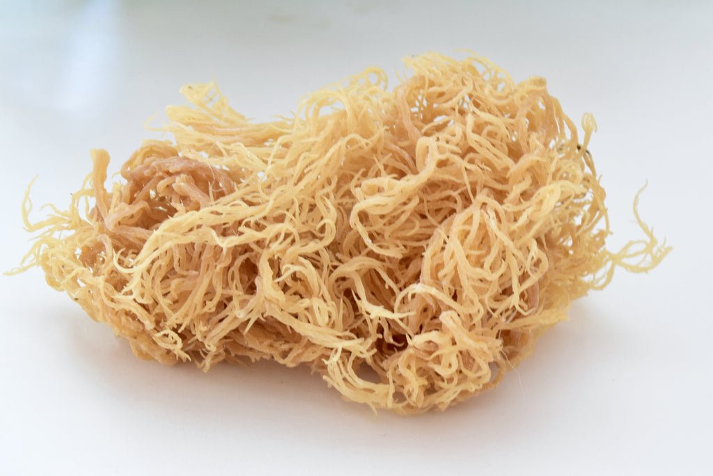 Wholesale Gold St. Lucian Sea Moss - World Moss