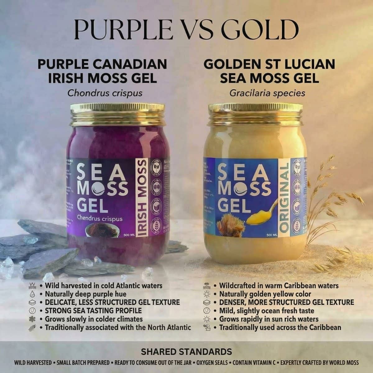 Purple and Gold Sea Moss Gel from World Moss showing Irish and Golden St Lucian varieties, ideal for sea moss gel Canada.