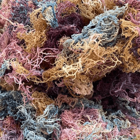 Chromatic Lean - Full Spectrum - Wildcrafted St. Lucian Sea Moss - World Moss