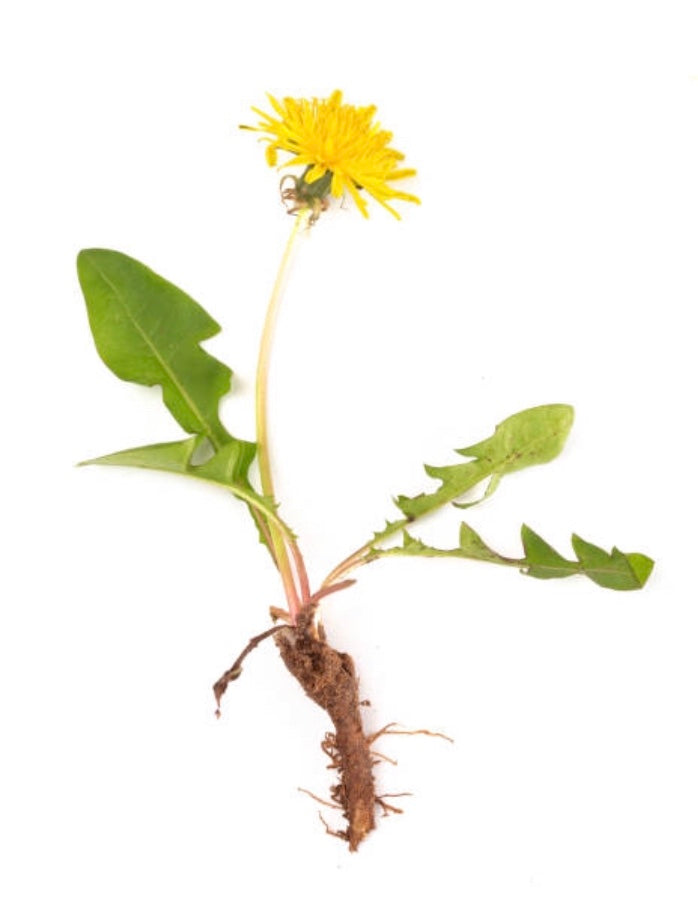 Organic dandelion root plant with yellow flower and green leaves for herbal use