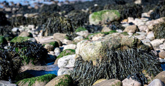 The Ocean's Hidden Treasure: Unlock the Miraculous Health Benefits of Bladderwrack Seaweed