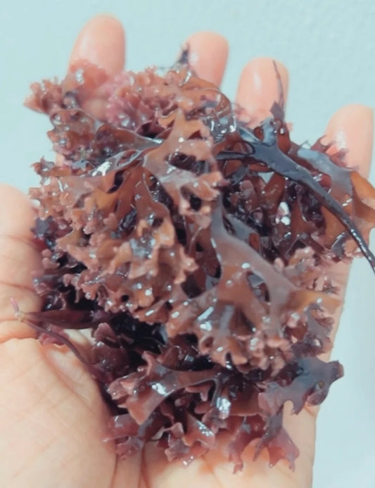 Sea Moss: The Superfood from the Atlantic Ocean
