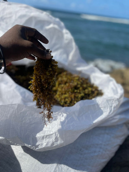 Bladderwrack - Whole Leaf