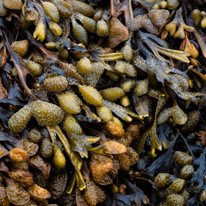 Bladderwrack - Whole Leaf