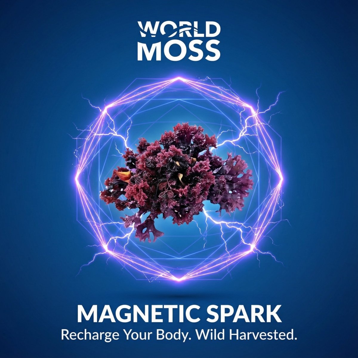 Magnetic Spark - Wild Harvested Canadian Chondrus crispus - View 4