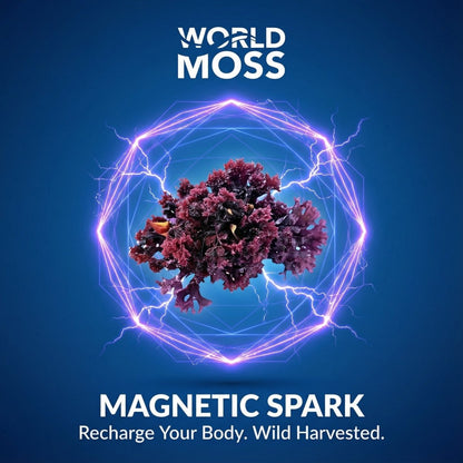 Magnetic Spark - Wild Harvested Canadian Chondrus crispus - View 4