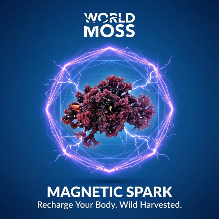 Magnetic Spark - Wild Harvested Canadian Chondrus crispus - View 4