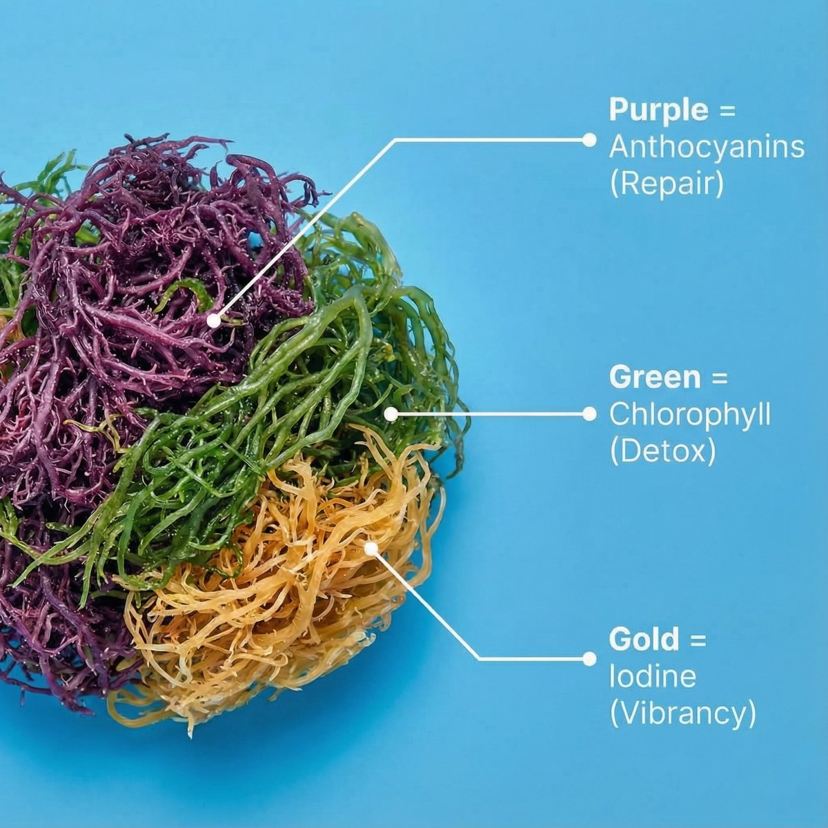 Wildcrafted Full Spectrum St. Lucian Sea Moss (Chromatic Lean) - World Moss