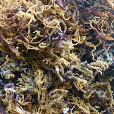 Jamaican sea moss - golden purple- wild harvested - world moss