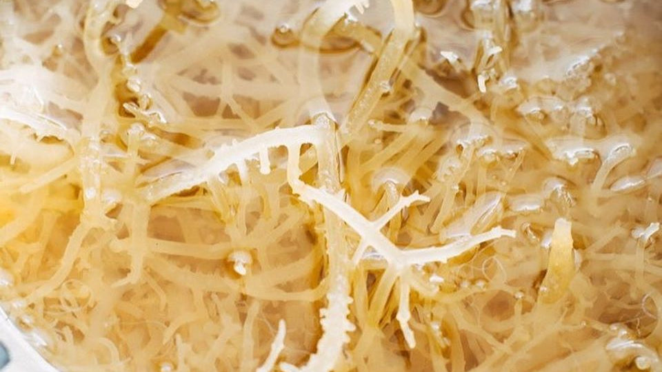 Close-up of cooked noodles in a bowl