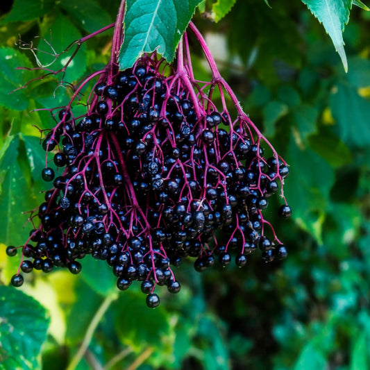 Fresh whole elderberries for sale, featuring dark clusters hanging from vibrant green leaves