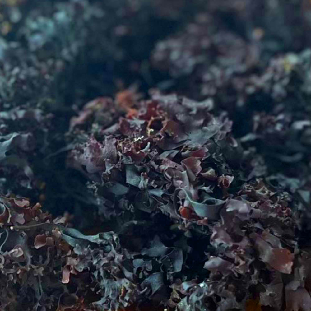 Raw Sea Moss from World Moss, featuring wild harvested Canadian chondrus crispus for natural health benefits