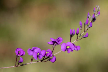 Sarsaparilla plant with vibrant purple flowers, perfect for those who want to buy sarsaparilla root tea