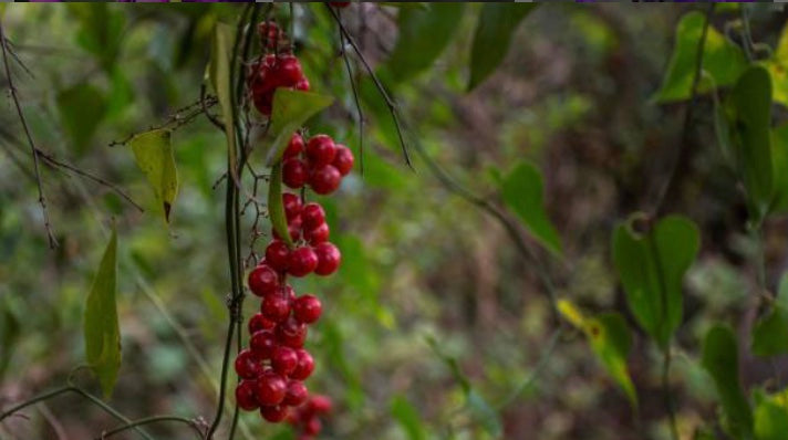 Fresh sarsaparilla root with vibrant red berries, perfect to buy sarsaparilla root tea