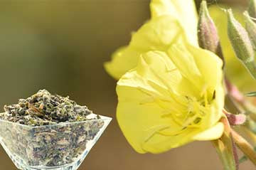 World Moss Dried Mullein Leaves for Tea in a Clear Dish with Yellow Mullein Flower Background