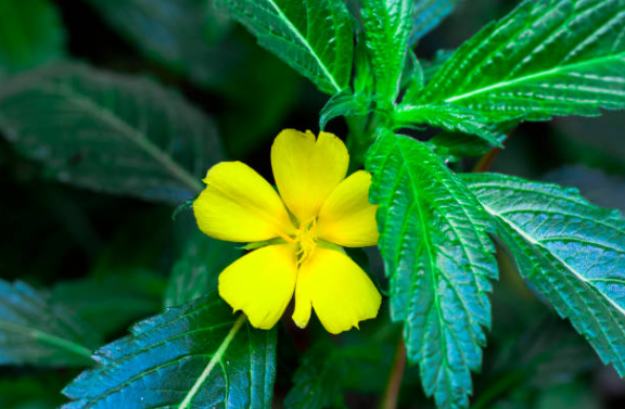 Vibrant yellow flower of organic damiana herb surrounded by lush green leaves