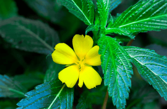 Damiana - Premium Quality by World Moss - View 2