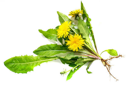 Fresh organic dandelion root with green leaves and yellow flowers, ideal for herbal remedies
