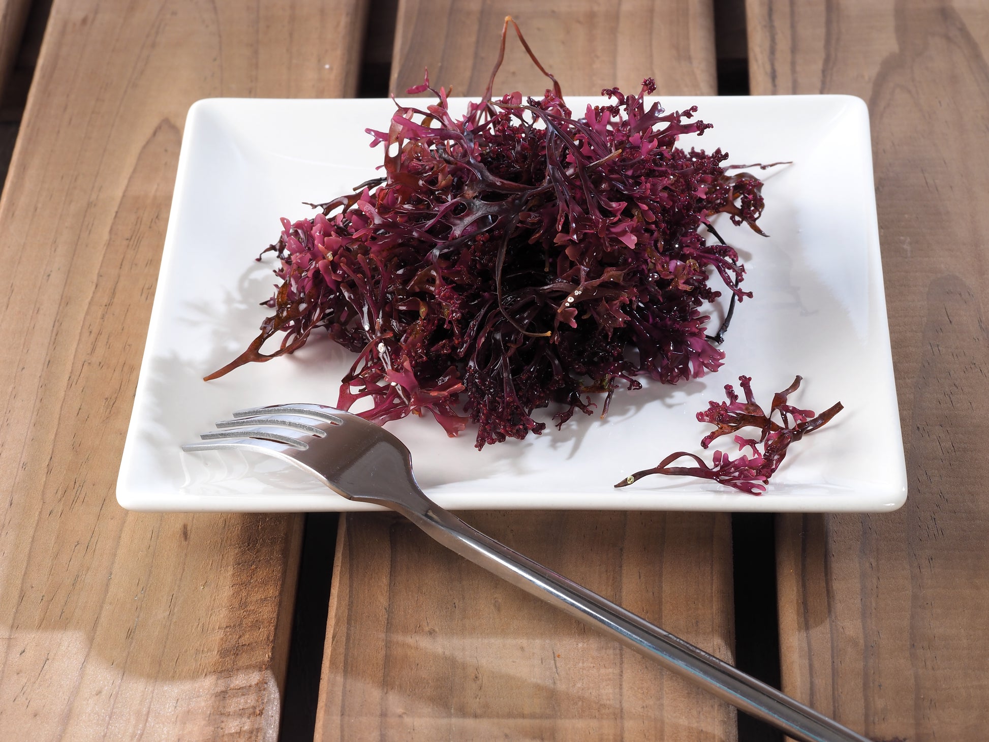 Raw sea moss on a white plate with a fork, featuring wild harvested Canadian chondrus crispus